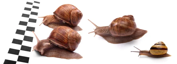 Snails racing — Stock Photo, Image
