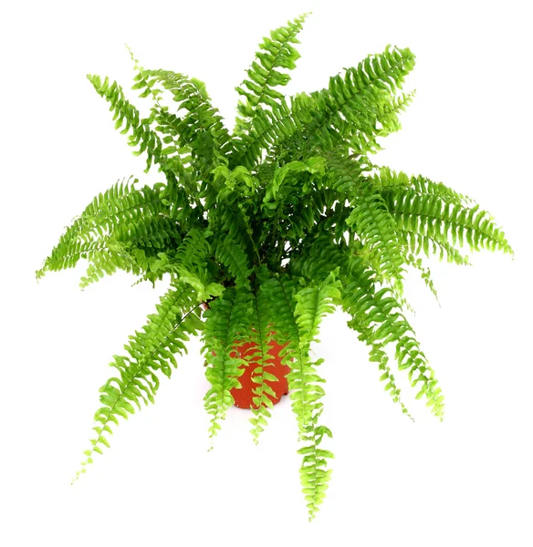 Fern in a pot — Stock Photo, Image