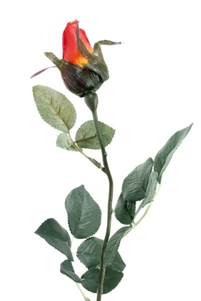 Single orange Rose — Stock Photo, Image