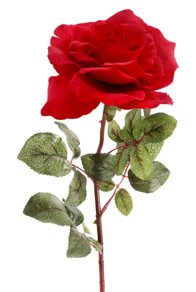 Однією Троянди червоні — стокове фото
