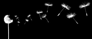 Dandelion in the wind clipart