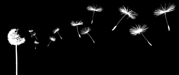 Одуванчик на ветру