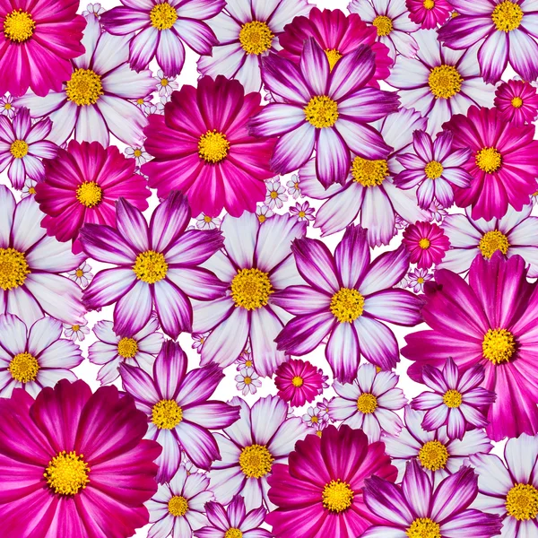 Kleurrijke bloem achtergrond Stockfoto