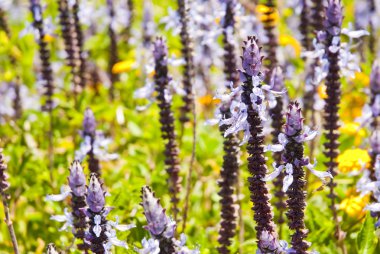 Lavender flowers growing wildly clipart