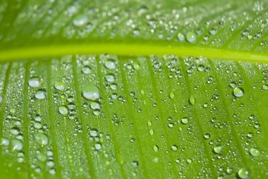 Green leaf covered in droplets clipart