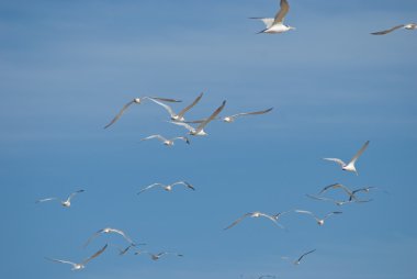 Flock of seagulls flying clipart