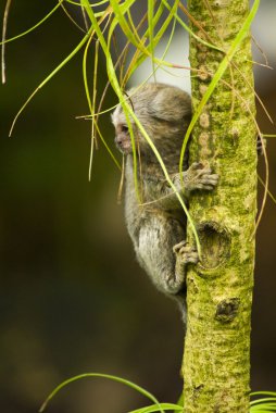 Baby Marmoset monkey on a branch clipart