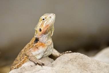 kahverengi lizzard