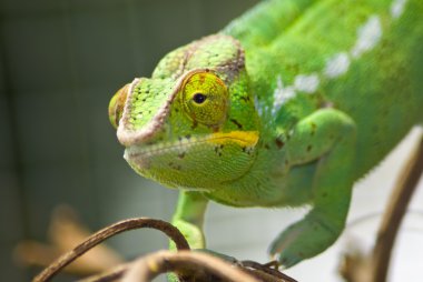 Green chameleon clipart
