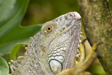 vahşi iguana