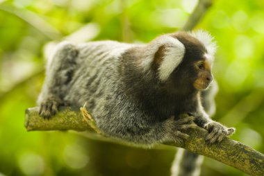 Marmoset monkey on a branch clipart