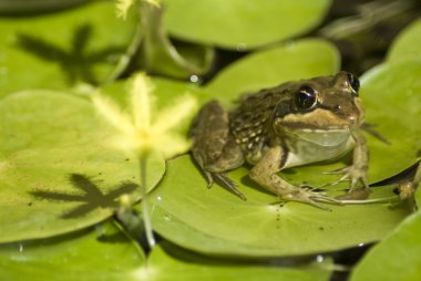 Frog on large leaves clipart