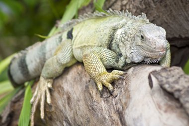 Iguana on a branch clipart