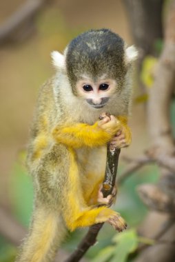 Marmoset monkey on a branch clipart