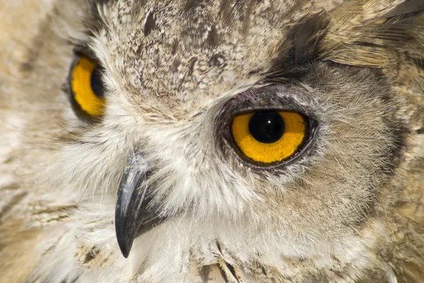 Owl with big orange eyes — Stock Photo, Image