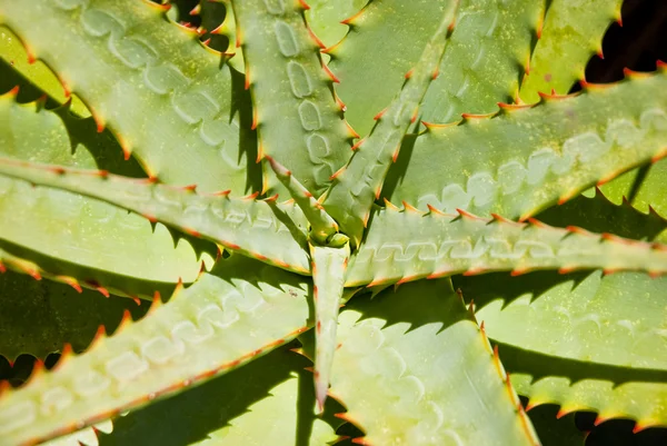 Aloe-Blätter mit Orangendornen — Stockfoto