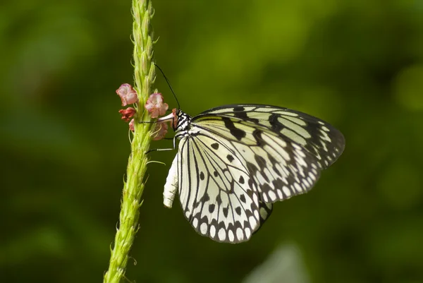 Fekete-fehér pillangó — Stock Fotó