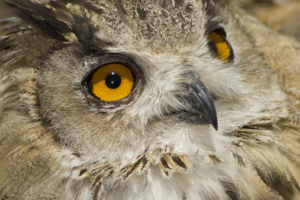 Owl with big orange eyes — Stock Photo, Image