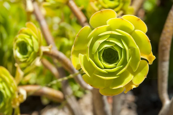 Цветок алоэ со стеблями — стоковое фото