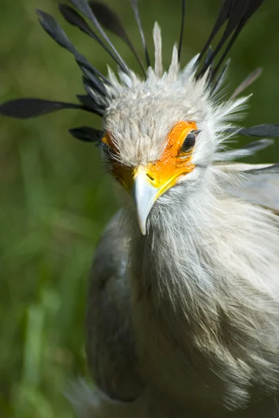 Vit fågel med orange runt ögonen — Stockfoto