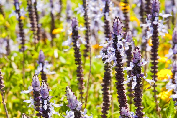 Lavender flowers growing wildly — Stock Photo, Image