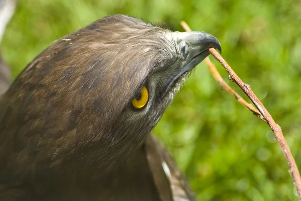 Eagle with twig in mouth — Stock Photo, Image
