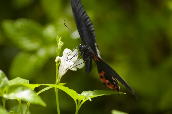 Zwarte en rode vlinder — Stockfoto