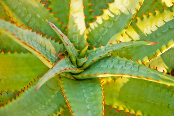 stock image Aloe leaves with orange thorns