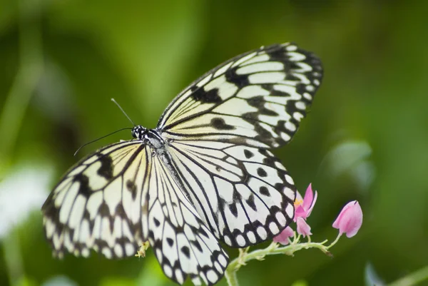 Чорно-білий метелик — стокове фото