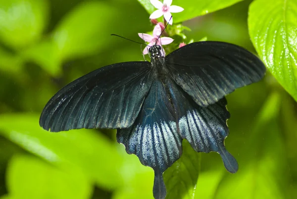 Papillon noir sur une feuille — Photo