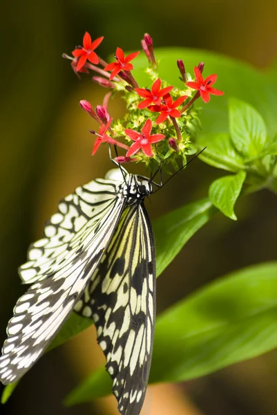 Farfalla in bianco e nero — Foto Stock