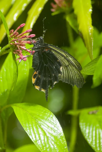 Mariposa negra cubierta de gotitas — Foto de Stock