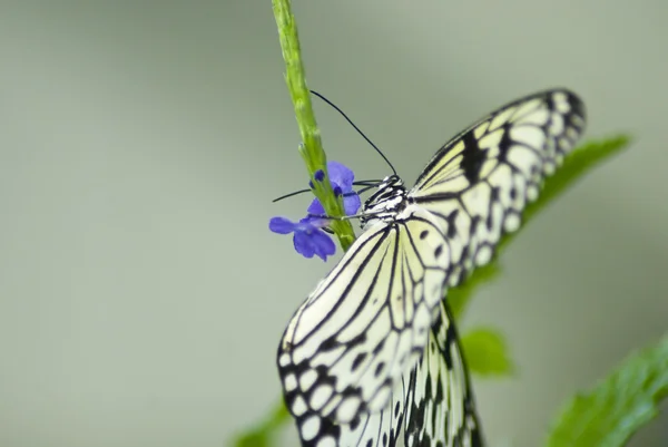 Papillon noir et blanc — Photo