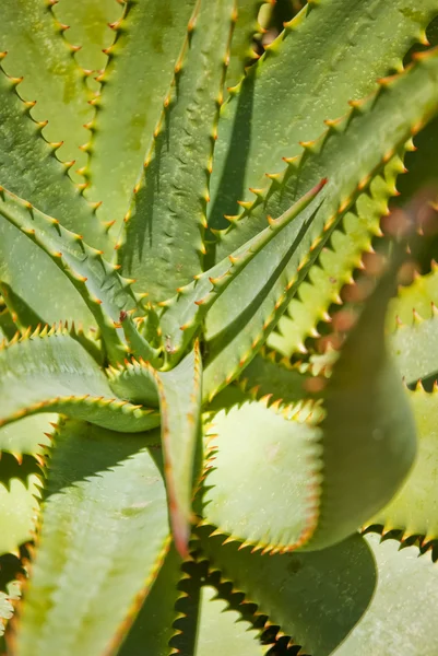 Aloe-Blätter mit Orangendornen — Stockfoto