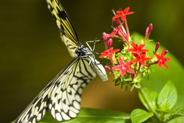 Zwart-wit vlinder — Stockfoto
