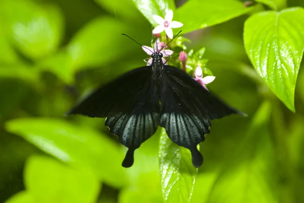 葉の上の黒い蝶 — ストック写真