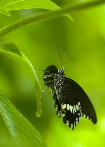Černý motýl v kapičky — Stock fotografie