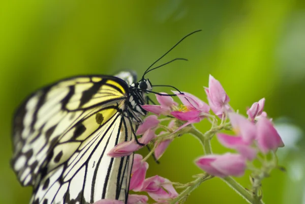 Schwarzer und weißer Schmetterling — Stockfoto