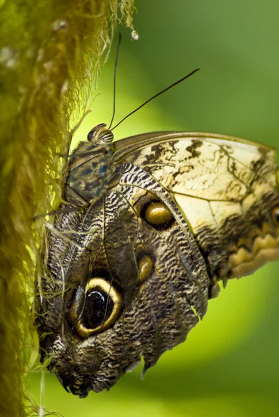 Farfalla marrone su un ramo — Foto Stock