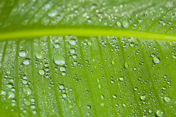 Grönt blad omfattas i droppar — Stockfoto