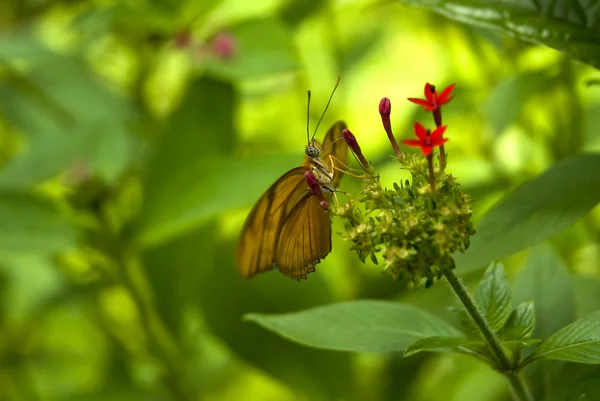 주황색 나비 — 스톡 사진