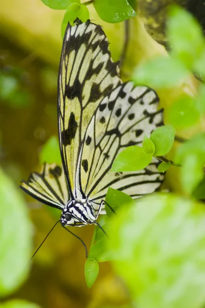 Farfalla in bianco e nero — Foto Stock