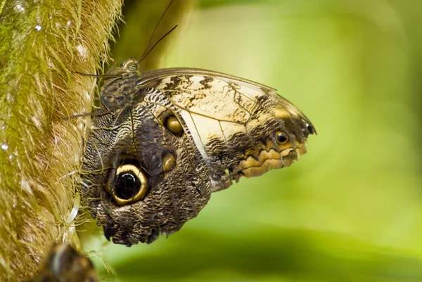 एका शाखावर तपकिरी फुलपाखरू — स्टॉक फोटो, इमेज