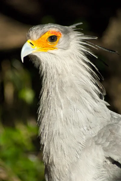 Uccello bianco con gli occhi arancio — Foto Stock