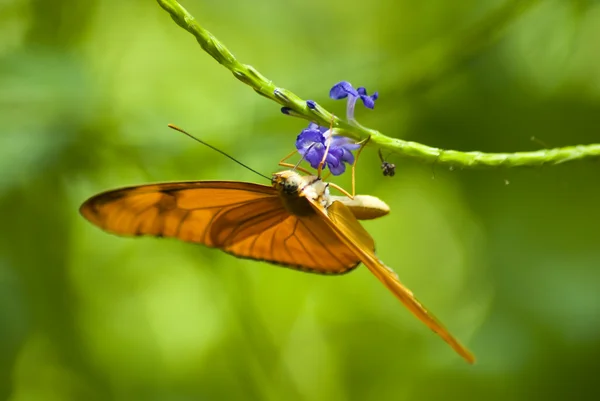 संत्रा फुलपाखरू — स्टॉक फोटो, इमेज