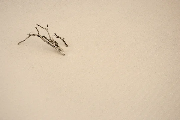 Висушена гілка на пустельному піску — стокове фото