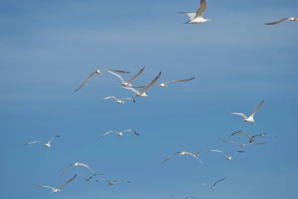 Rebanho de gaivotas voando — Fotografia de Stock