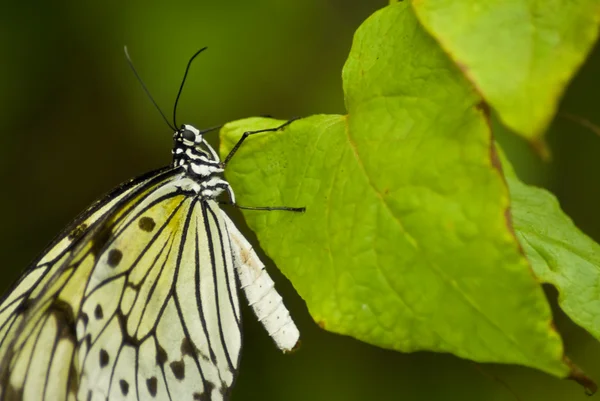 Mariposa blanca y negra — Foto de Stock