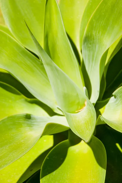 Cienkie zielone liście — Zdjęcie stockowe