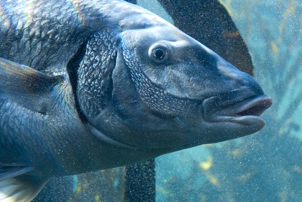 泡の大きな魚 — ストック写真